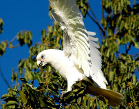 cockatoo