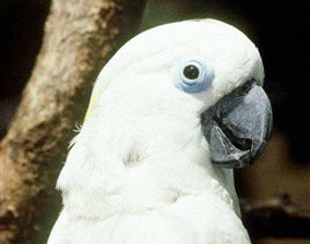 cockatoo