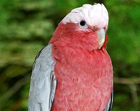 cockatoo