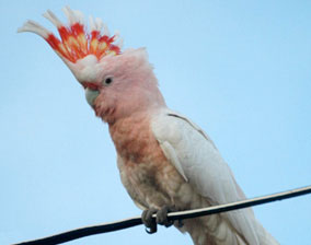 cockatoo