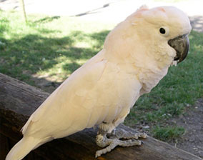 cockatoo