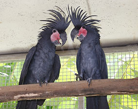 cockatoo