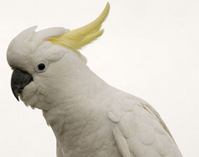 cockatoo