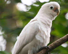 cockatoo