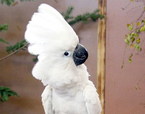 cockatoo