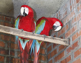 macaw