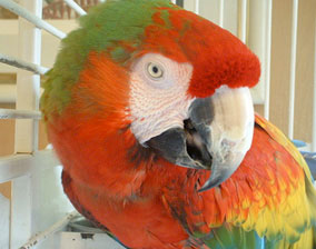 macaw